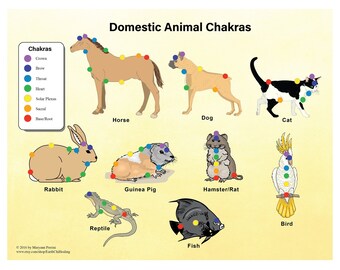 Cat Chakra Chart