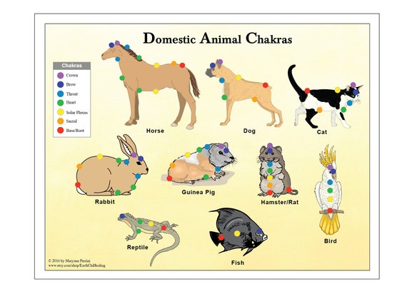 Pet Animals Pictures Chart