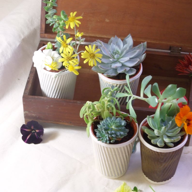 Ceramic planter for succulent pot plants. Also perfect as a cactus pot. Or a tea cup image 3