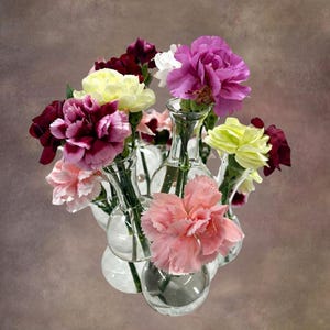 May include: A cluster of clear glass bud vases arranged together, each holding a single carnation flower. The carnations display a variety of colors including deep burgundy, pale yellow, vibrant magenta, soft pink, and light peach.