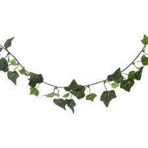 Plant Cuttings (Ivy) for any Plant Rooter.  Free gift with every order. Birthday, Christmas or any day!