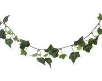 Plant Cuttings (Ivy) for any Plant Rooter.  Free gift with every order. Birthday, Christmas or any day!