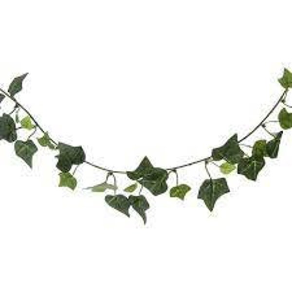 Plant Cuttings (Ivy) for any Plant Rooter.  Free gift with every order.