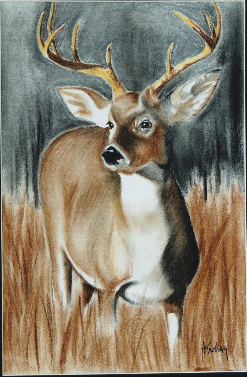 Whitetail Deer an Original Pastel Drawing Put to 11 X 16 | Etsy