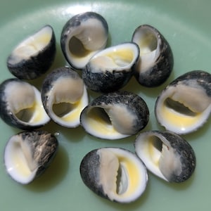 May include: A collection of small, dark gray and white seashells with a yellow interior, arranged on a light green surface. The shells have a smooth, polished appearance, and are open, revealing their inner structure.