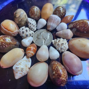 May include: A collection of seashells of various shapes, sizes, and colors, including brown, white, and pink, arranged in a circle on a blue surface.