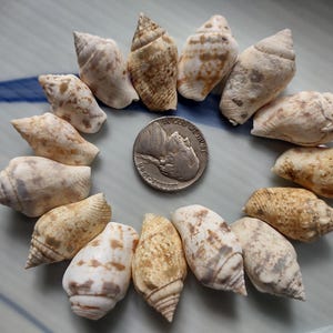 May include: A collection of 15 small, white and brown seashells arranged in a circle around a US quarter. The shells are all different shapes and sizes, but they are all smooth and polished.
