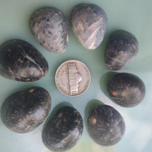 May include: A collection of eight smooth, dark gray seashells arranged in a circle around a silver US coin. The shells are oval-shaped and have a slightly textured surface.