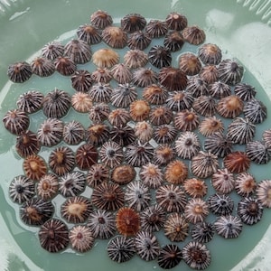 May include: A collection of small, round seashells with radial patterns in shades of brown, tan, and white. The shells are arranged in a circular pattern on a light green surface, possibly a plate or bowl, with a small amount of water.