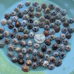 May include: A collection of small, cone-shaped objects with radial patterns in shades of brown and white, arranged on a light green plate. A US nickel coin is included for size reference. The objects appear to be natural, possibly shells or seed pods.