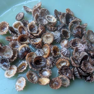 May include: A collection of small, brown and white seashells with a radial pattern, arranged on a light blue surface. The shells have a cup-like shape and varying shades of brown and white.