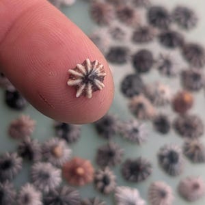 May include: A close-up of a small, star-shaped object with a dark center and light-colored edges, resting on a fingertip. The object is surrounded by many similar, out-of-focus items, suggesting a collection or display of miniature decorative elements.