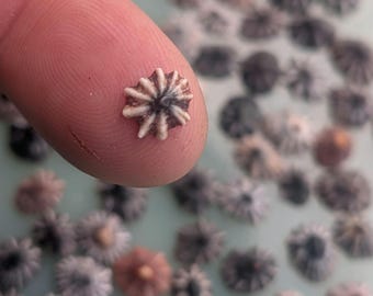 Kauai TINY Opihi Shells