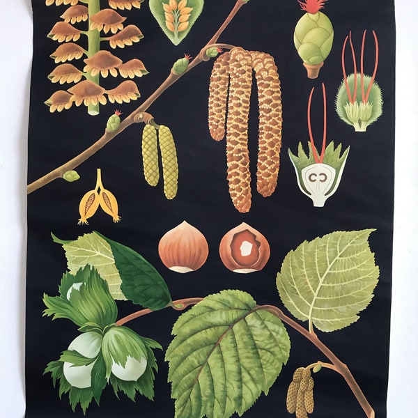 Der Haselnuss Strauch, Vintage, Biologie, Schulkarte, Wandkarte, Rollkarte, Wald, Garten, Natur, Umwelt