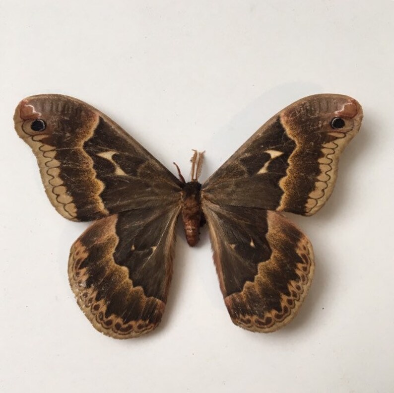 Silk Moth Wings Closed // Real Moth // Dried Moths // Real Etsy