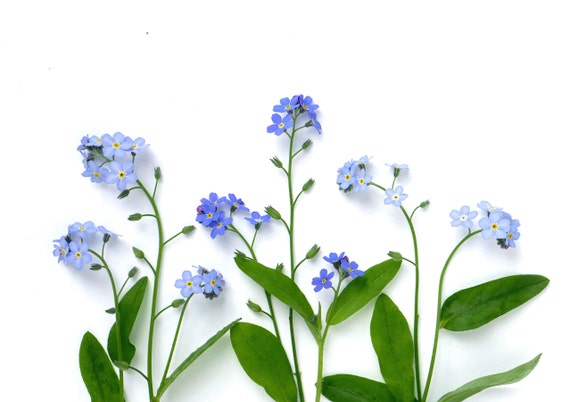 forget me nota forget me nota