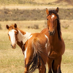 A Pair of Wild Stallions Fine Art Photography Print