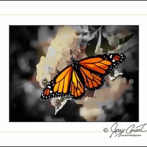 Monarch Butterfly Fine Art Photography Print, Monarch Butterflies Art, Butterfly Art, Yellow Orange Butterfly Art Prints