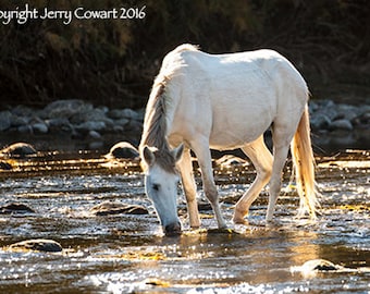 White Wild Stallion On The Salt River Arizona Equestrian Wild Horses Fine Art Photography Print For The Home Or Stable Free Shipping