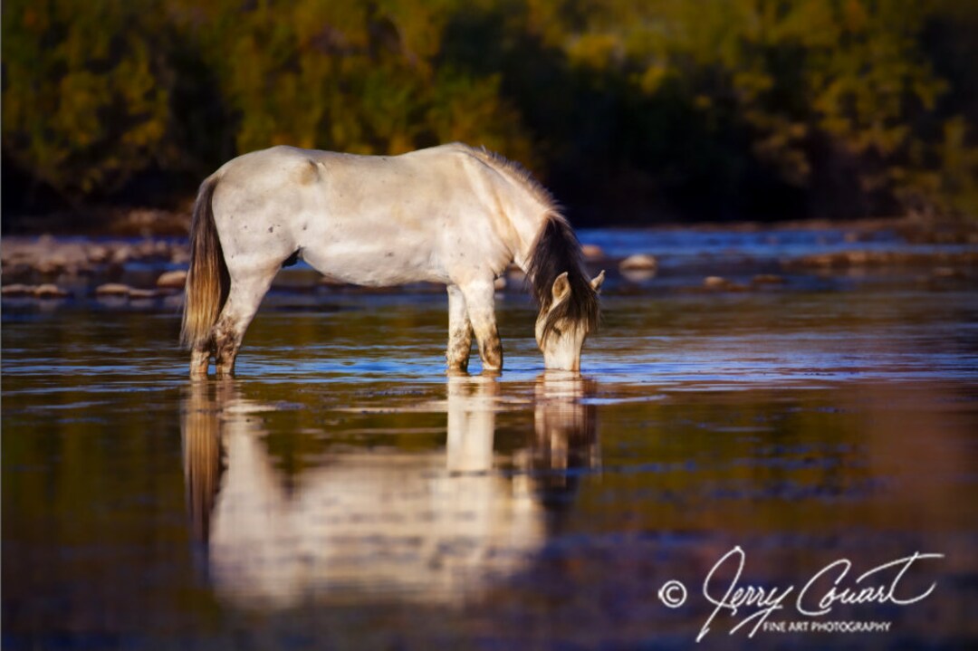 Wild Horses Art Photography Prints Salt River Arizona Wild - Etsy