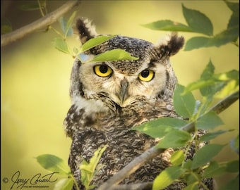 May include: A close-up photograph of a Great Horned Owl with piercing yellow eyes, partially obscured by green leaves. The owl's feathers are a mix of brown, black, and white, creating a camouflaged appearance. The background is a soft yellow.