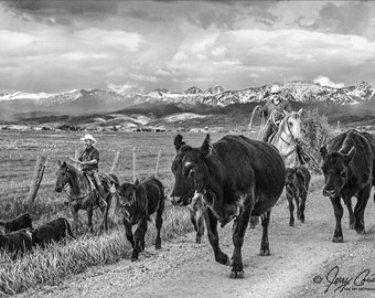 Cowboys Cattle Drive Photography, Black Angus Cattle Fine Art, Cows Farm Animal Art, Cowboys Horses Cattle Calf Fine Art, Black White Print