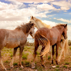 Wild Horse Photography, Wild Mustang Horses With White Stallion In New Mexico, Fine Art Photography Print, Horse Art