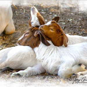 Baby Goat Photography, Baby Goat Fine Art Print, Brotherly Love Photography, Kid Goat, Nursery Child Room Art, Farm Animal Photography