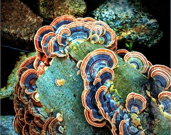Wild Mushroom Photos, Mushroom Art Print, Turkey Tail Mushroom Nature Fine Art Photography, Flower Photo Brilliant Orange Blue Colors