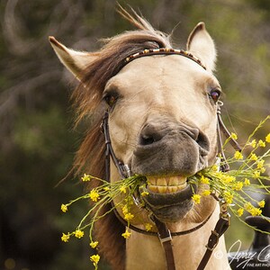 Horse Photography, Horse Photography Prints, Horse Art, Equestrian Art Print, Horse Head Print, Animal Photography
