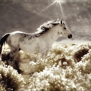 Horse Galloping Photography, Wild Horse Art, Sepia Tone Horse Print, Equestrian Photography, Horse Sage Brush, Cowboy Art, Ranch Art.