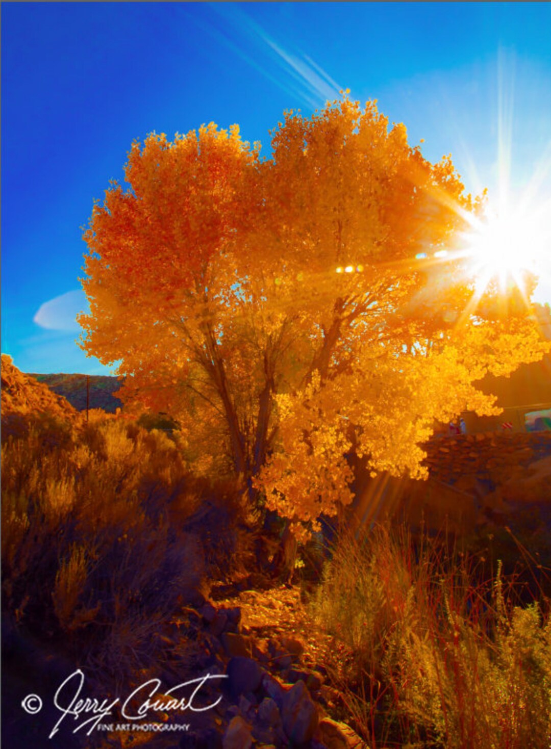 Autumn Golden Leaves Fine Art Photography Print, Golden Tree Leaves at