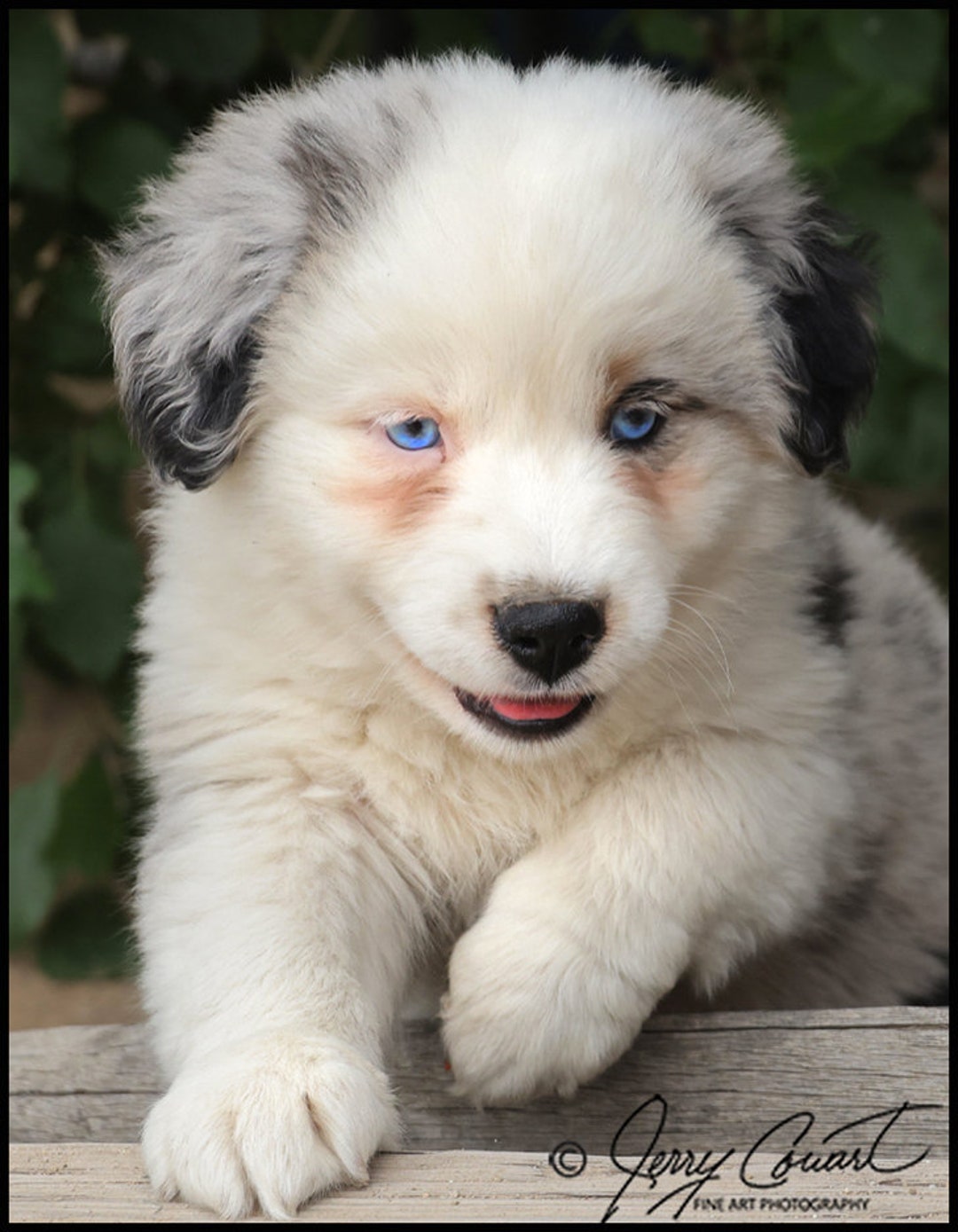 Puppy Dog Photography Prints, Aussie Puppies Art, Australian Shepherd ...