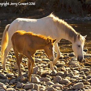 Horse Photography, Colt And Mare Photograph, Salt River Arizona Wild Horses Fine Art Photography Print, Equestrian Fine Art For The Stable image 1