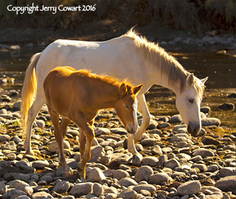 Horse Photography, Colt And Mare Photograph, Salt River Arizona Wild Horses Fine Art Photography Print, Equestrian Fine Art For The Stable image 1