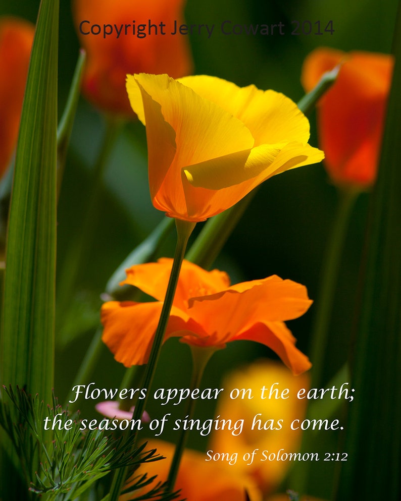 Bright Golden Poppy Flower Bible Verse Photography Prints and Greeting
