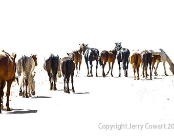 Horse Photography, Herd Of Wild Horses Photography, New Mexico Stallion Mare Colt Horses Animal Fine Art Photography Print