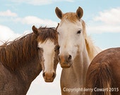 Wild Horses Stallion Mare Looking At You On The New Mexico Range Grazing Fine Art Photography Print