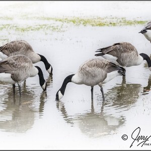 Canadian Geese Bird Photography Prints, Canadian Geese On Pond Art, Canada Geese Nature Photography, Bird Fine Art Photography