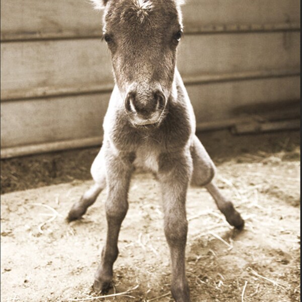 Horse Photography, Foal Baby Horse Photography, Equestrian Art Prints, Horse Baby Foal Nursery Room Art
