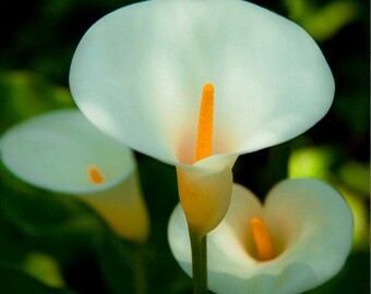 White Delicate Lily Flower Photography Print, Wedding Sympathy Photography Print, Lily Flower Art Prints