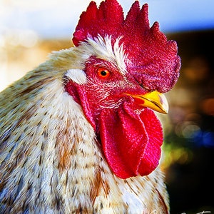 Rooster Chicken Photography, Rooster Fine Art Print, Chicken Photography, Rooster Photography, Rooster Fine Art, Farm Animal Photography
