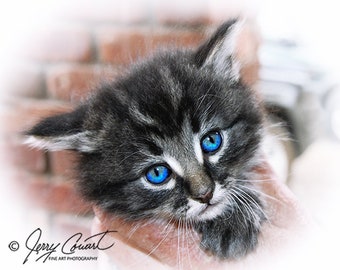 Cat Kitten Photography, Kitten Fine Art Print, Animal Photography Print, Baby Cat Art, Nursery Room Art, Blue Eyed Kitten Animal Print