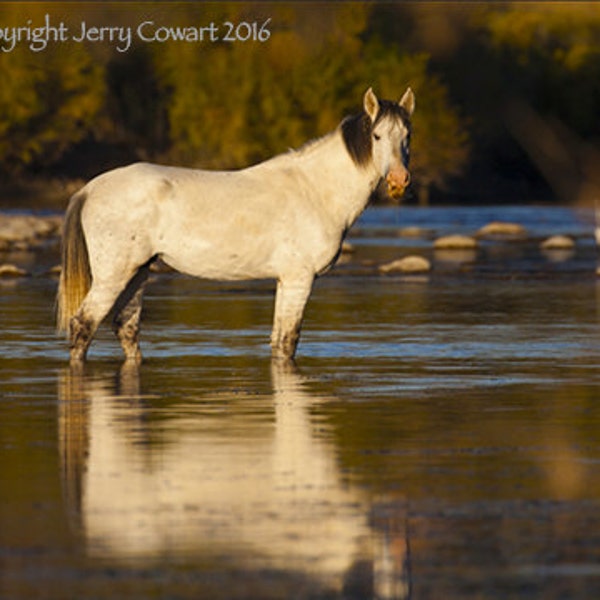 White Wild Stallion On The Salt River Arizona Equestrian Wild Horses Fine Art Photography Print For The Home Or Stable