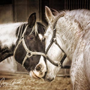 Horse Photography, Horse Equestrian Fine Art Print, Horse Love Photography, Horse Head Art, Horses Photography