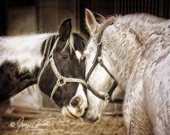 Horse Photography, Horse Equestrian Fine Art Print, Horse Love Photography, Horse Head Art, Horses Photography