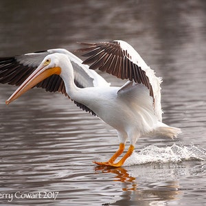 Pelican Photography, Pelican Bird Photography, White Pelican Flying, White Pelican Bird Nature Fine Art Print, Pelican Lake Art