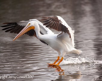 Pelican Photography, Pelican Bird Photography, White Pelican Flying, White Pelican Bird Nature Fine Art Print, Pelican Lake Art
