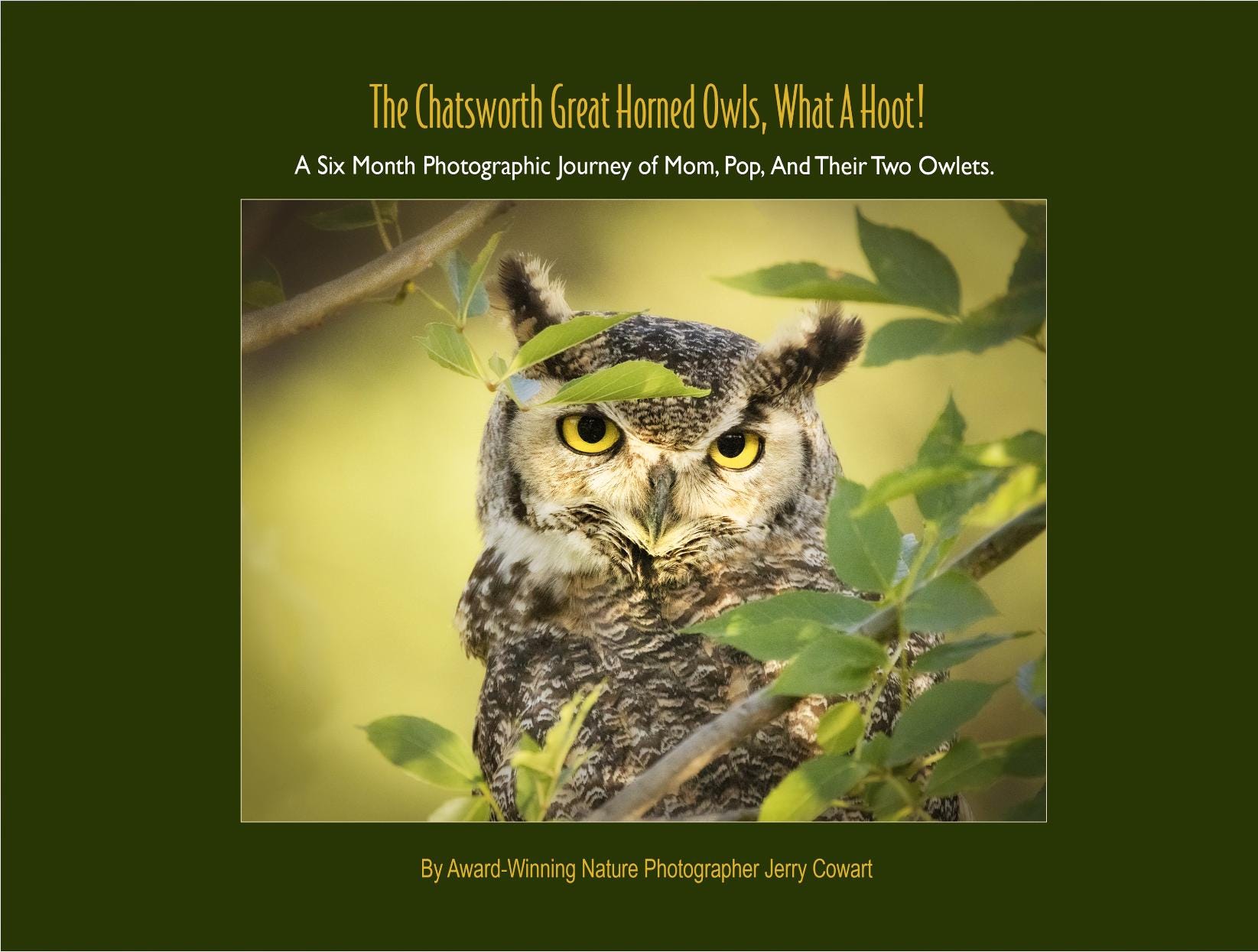 Owls, Owl Photograph Art, Owls Children's Book, Great Horned Owls Book, Baby Owls Book, Owls Har
