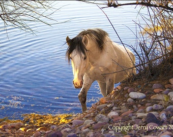 Wild Mustang Photography Print, Salt River Wild Horses Art Prints, Equestrian Photography Print, Salt River Wild Horse Photography